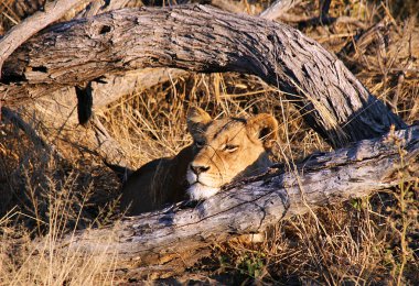 Lioness clipart