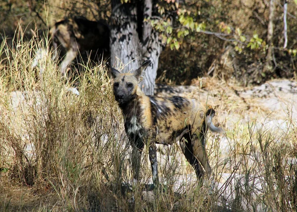 Afrikanischer Wildhund — Stockfoto