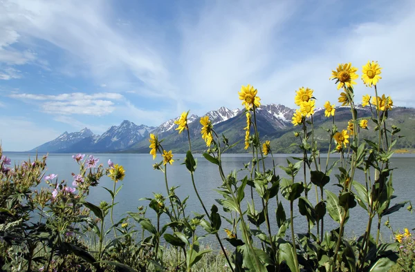 stock image Grand Teton