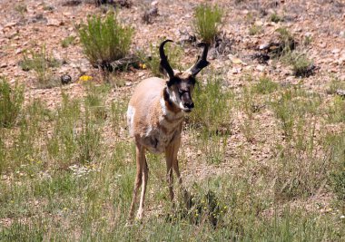 Pronghorn