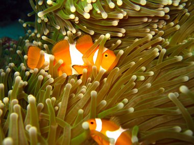 Batı palyaço-anemonefish