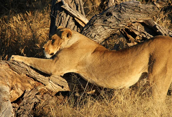 Ochtend stretch — Stockfoto