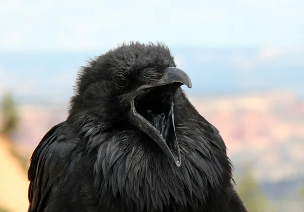 Boos raven — Stockfoto
