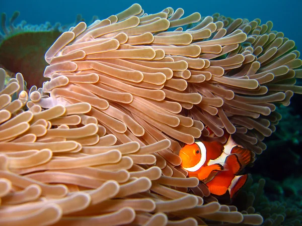 Zachodniej Klaun anemonefish — Zdjęcie stockowe