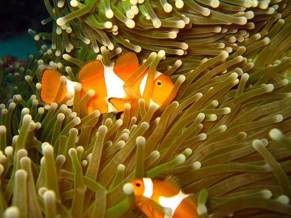 Batı palyaço-anemonefish — Stok fotoğraf