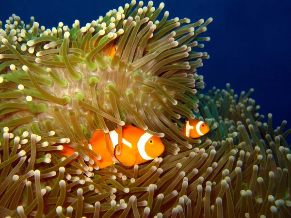 Batı palyaço-anemonefish — Stok fotoğraf