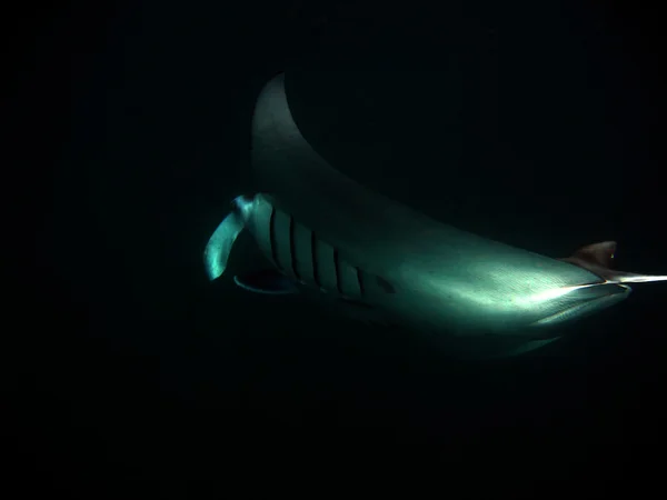 Manta ray i mörkret — Stockfoto