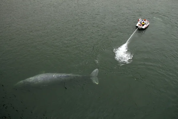 stock image Gray Whale Rescue