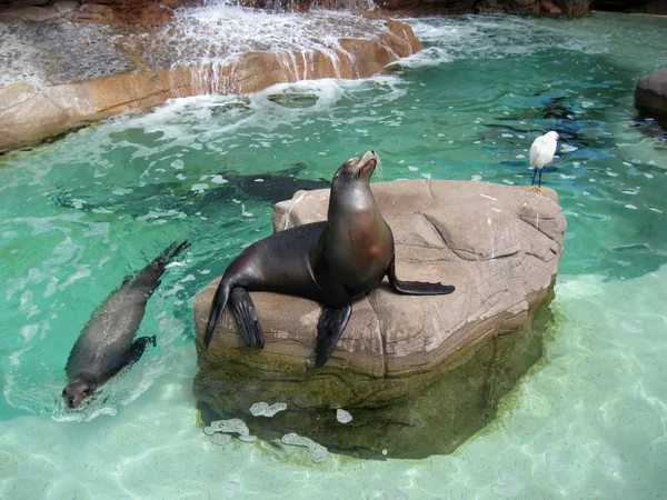 Stock image Happy Seals