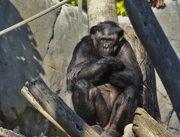 Bonobo Ordförande — Stockfoto