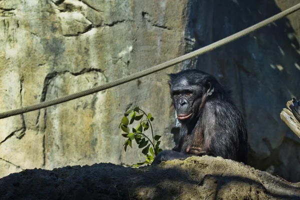 Бонобо ест. — стоковое фото