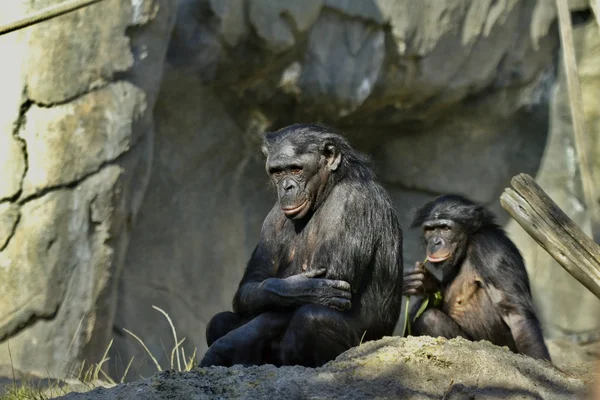 Dvärgschimpanser — Stockfoto