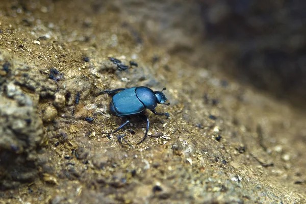 stock image Beetle