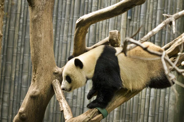 Ağaç üzerinde ayı Panda — Stok fotoğraf