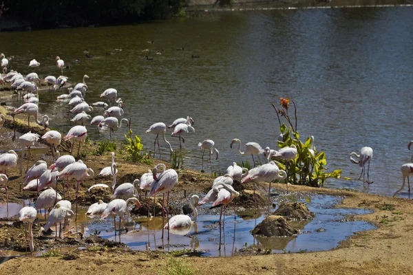 Beyaz flamingolar — Stok fotoğraf