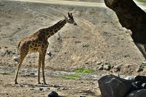 Zürafa ayakta — Stok fotoğraf