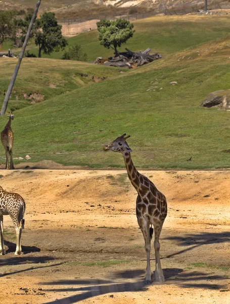 Жираф в тени — стоковое фото