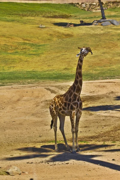 Žirafa žvýkání listů — Stock fotografie