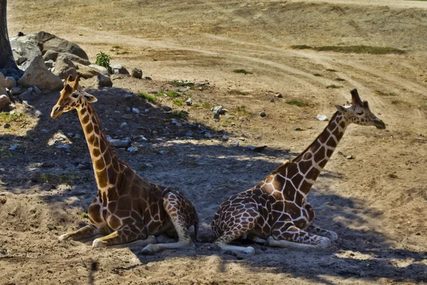Žirafy odpočívá — Stock fotografie