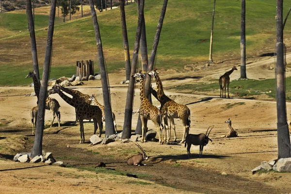 Giraffer fodring - Stock-foto