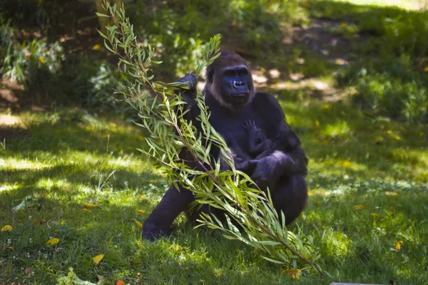 Gorilla μητέρα με τα τρόφιμα και το μωρό — Φωτογραφία Αρχείου