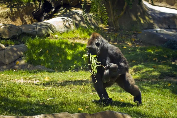 Goril bebek — Stok fotoğraf