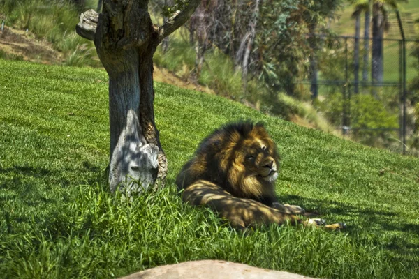 Лев отдыхает — стоковое фото
