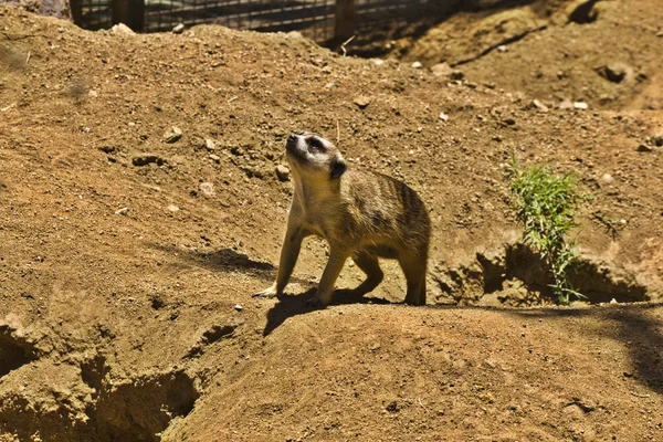 Meerkat — Photo