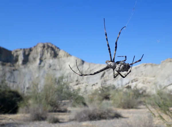 çöller üzerinde Spider