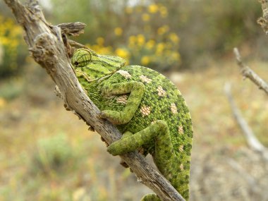 Camouflaged chameleon clipart