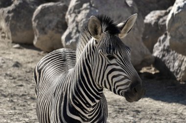 Zebra female at daylight in a clear day clipart