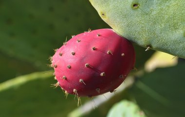 Prickly pear clipart