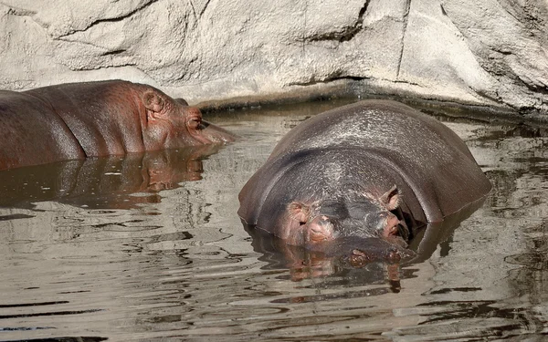 Hipopótamo dormindo na água — Fotografia de Stock