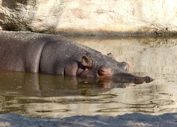 Hipopotam na wodzie — Zdjęcie stockowe
