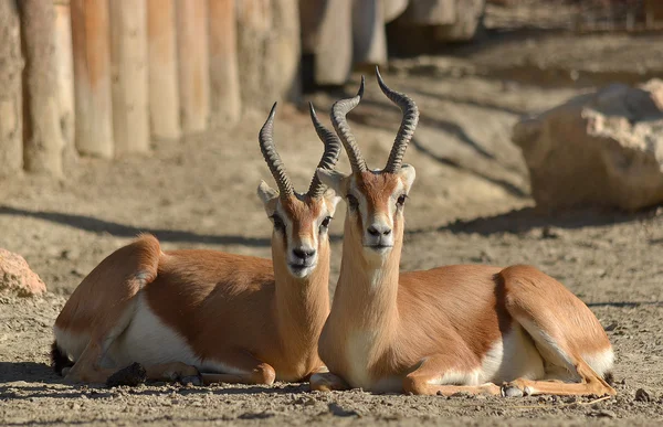 Antilopes — Photo