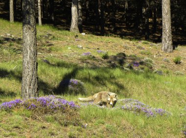 Fox running in the forest clipart