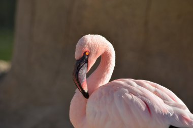 güneş banyosu alarak flamingo