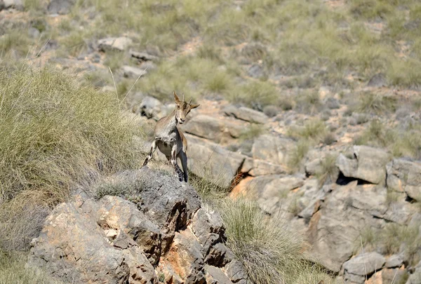 Cabra salvaje sobre una roca — Foto de Stock