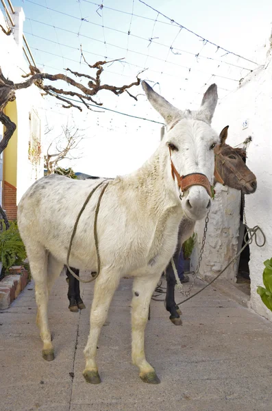 Spanish white donkey — Stock Photo, Image