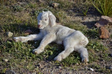 Celtiberic goat justborn kid clipart