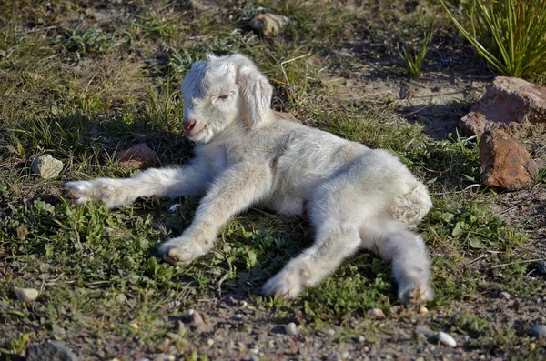 Niño recién nacido de cabra celtíbica — Foto de Stock