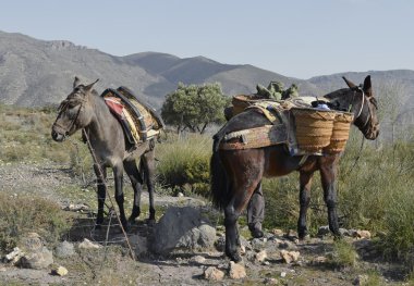 İspanyol katır