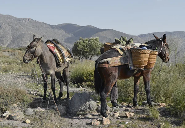 Spanska mulor — Stockfoto