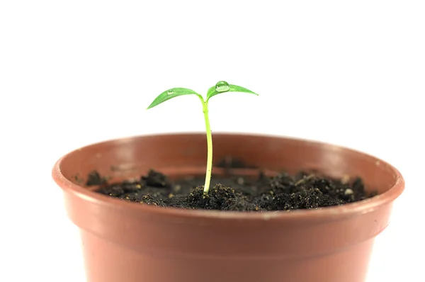 stock image New born sprout in the pot