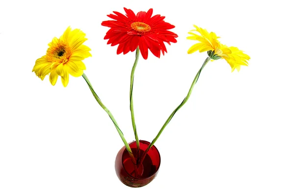Three gerbera in the vase — Stock Photo, Image