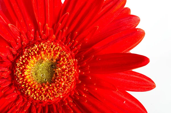 Красный красивый цветок герберы — стоковое фото