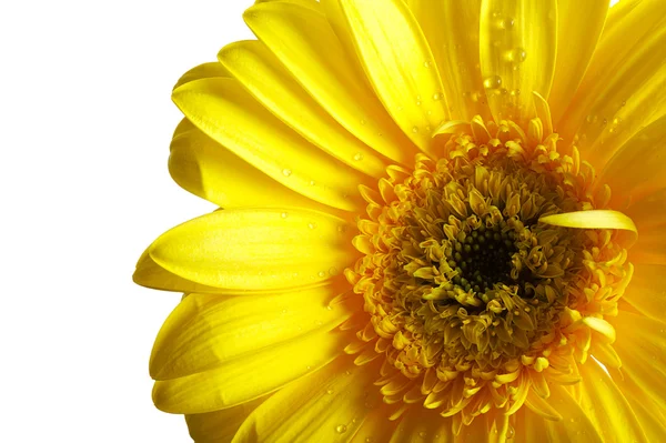 Amarelo bela flor de gerbera isolado sobre branco — Fotografia de Stock