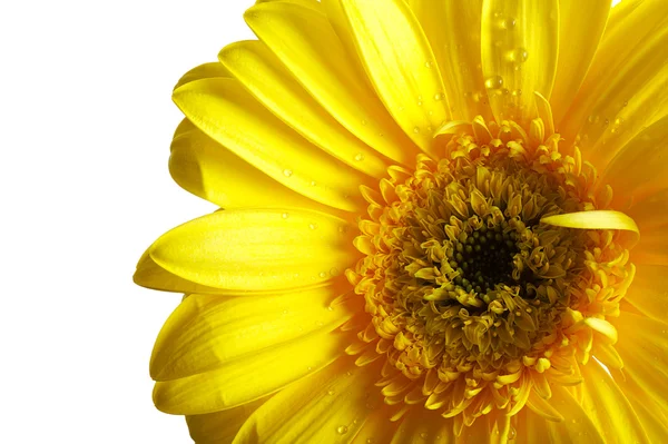 Yellow beautiful gerbera flower isolated over white — Stock Photo, Image