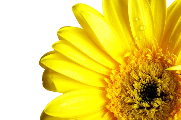 Κίτρινο όμορφη ζέρμπερες λουλούδι — Φωτογραφία Αρχείου