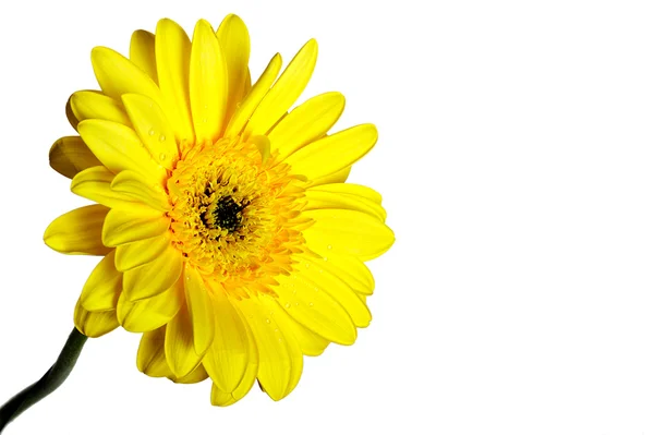 Желтый красивый цветок герберы — стоковое фото